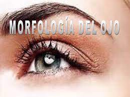 Todo sobre morfología de ojos y cejas en el maquillaje